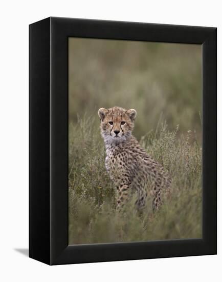 Cheetah (Acinonyx Jubatus) Cub, Serengeti National Park, Tanzania, East Africa, Africa-James Hager-Framed Premier Image Canvas