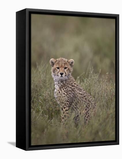 Cheetah (Acinonyx Jubatus) Cub, Serengeti National Park, Tanzania, East Africa, Africa-James Hager-Framed Premier Image Canvas