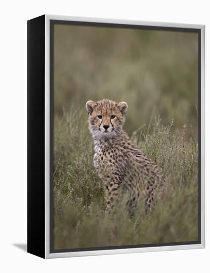 Cheetah (Acinonyx Jubatus) Cub, Serengeti National Park, Tanzania, East Africa, Africa-James Hager-Framed Premier Image Canvas