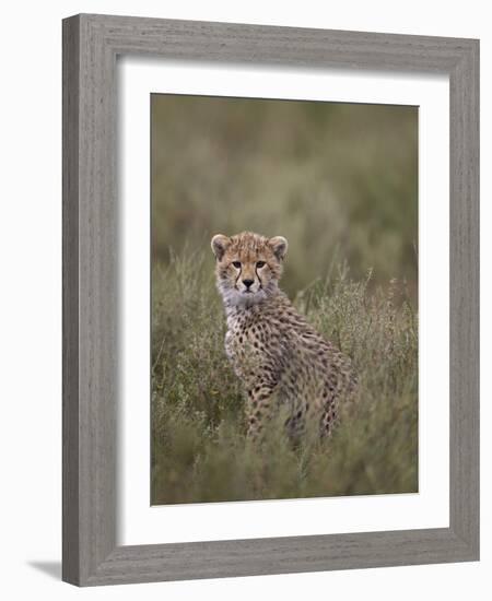 Cheetah (Acinonyx Jubatus) Cub, Serengeti National Park, Tanzania, East Africa, Africa-James Hager-Framed Photographic Print