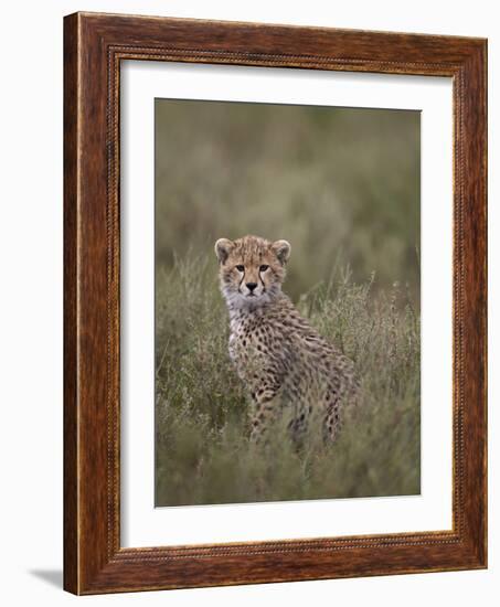 Cheetah (Acinonyx Jubatus) Cub, Serengeti National Park, Tanzania, East Africa, Africa-James Hager-Framed Photographic Print