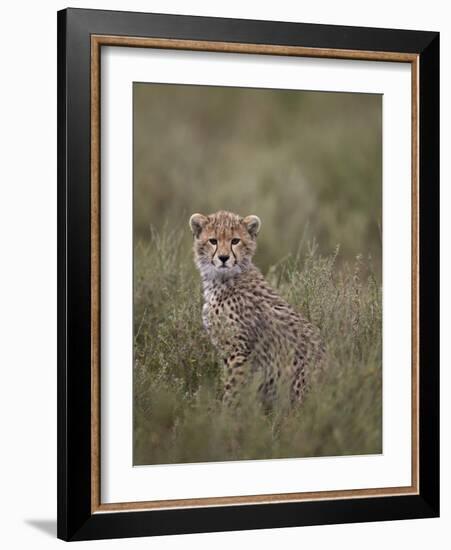 Cheetah (Acinonyx Jubatus) Cub, Serengeti National Park, Tanzania, East Africa, Africa-James Hager-Framed Photographic Print