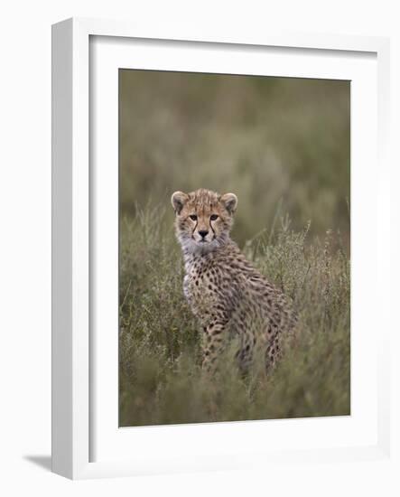 Cheetah (Acinonyx Jubatus) Cub, Serengeti National Park, Tanzania, East Africa, Africa-James Hager-Framed Photographic Print