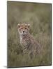 Cheetah (Acinonyx Jubatus) Cub, Serengeti National Park, Tanzania, East Africa, Africa-James Hager-Mounted Photographic Print