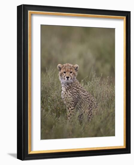 Cheetah (Acinonyx Jubatus) Cub, Serengeti National Park, Tanzania, East Africa, Africa-James Hager-Framed Photographic Print