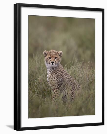 Cheetah (Acinonyx Jubatus) Cub, Serengeti National Park, Tanzania, East Africa, Africa-James Hager-Framed Photographic Print