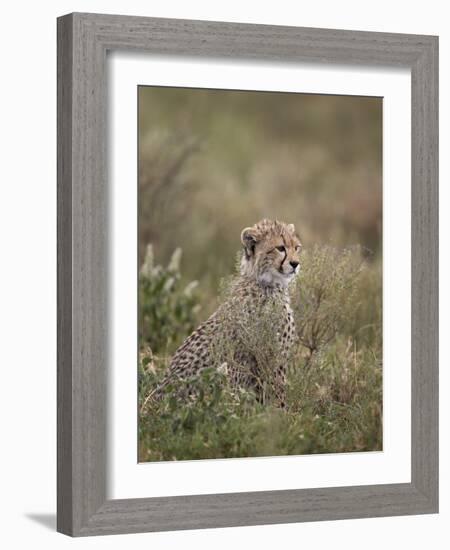 Cheetah (Acinonyx Jubatus) Cub, Serengeti National Park, Tanzania, East Africa, Africa-James Hager-Framed Photographic Print