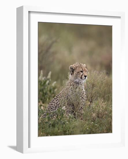 Cheetah (Acinonyx Jubatus) Cub, Serengeti National Park, Tanzania, East Africa, Africa-James Hager-Framed Photographic Print