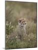 Cheetah (Acinonyx Jubatus) Cub, Serengeti National Park, Tanzania, East Africa, Africa-James Hager-Mounted Photographic Print