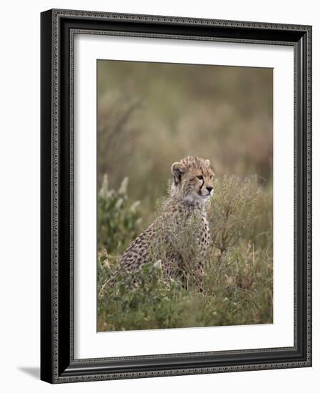 Cheetah (Acinonyx Jubatus) Cub, Serengeti National Park, Tanzania, East Africa, Africa-James Hager-Framed Photographic Print