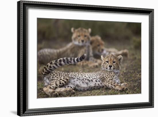 Cheetah (Acinonyx Jubatus) Cub, Serengeti National Park, Tanzania, East Africa, Africa-James Hager-Framed Photographic Print