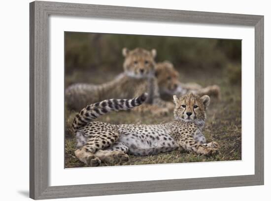 Cheetah (Acinonyx Jubatus) Cub, Serengeti National Park, Tanzania, East Africa, Africa-James Hager-Framed Photographic Print