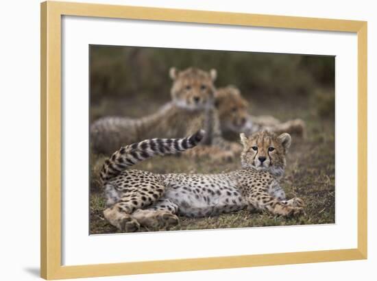 Cheetah (Acinonyx Jubatus) Cub, Serengeti National Park, Tanzania, East Africa, Africa-James Hager-Framed Photographic Print