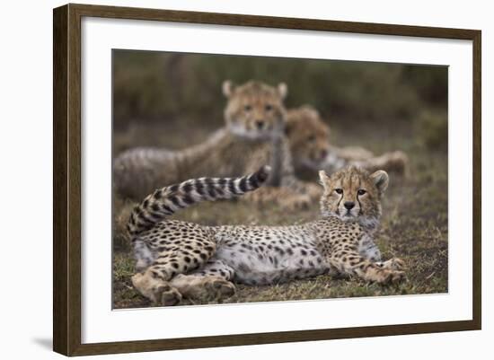 Cheetah (Acinonyx Jubatus) Cub, Serengeti National Park, Tanzania, East Africa, Africa-James Hager-Framed Photographic Print