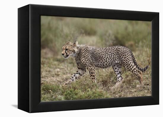 Cheetah (Acinonyx Jubatus) Cub, Serengeti National Park, Tanzania, East Africa, Africa-James Hager-Framed Premier Image Canvas