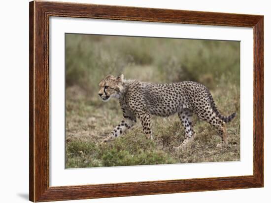 Cheetah (Acinonyx Jubatus) Cub, Serengeti National Park, Tanzania, East Africa, Africa-James Hager-Framed Photographic Print