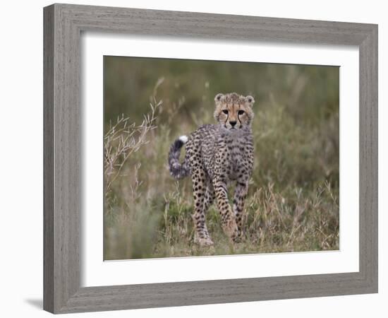 Cheetah (Acinonyx Jubatus) Cub, Serengeti National Park, Tanzania, East Africa, Africa-James Hager-Framed Photographic Print