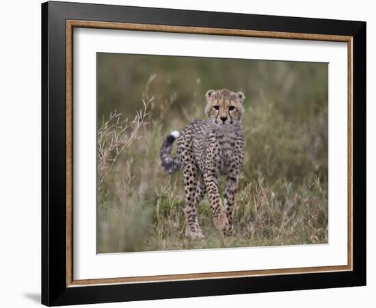 Cheetah (Acinonyx Jubatus) Cub, Serengeti National Park, Tanzania, East Africa, Africa-James Hager-Framed Photographic Print