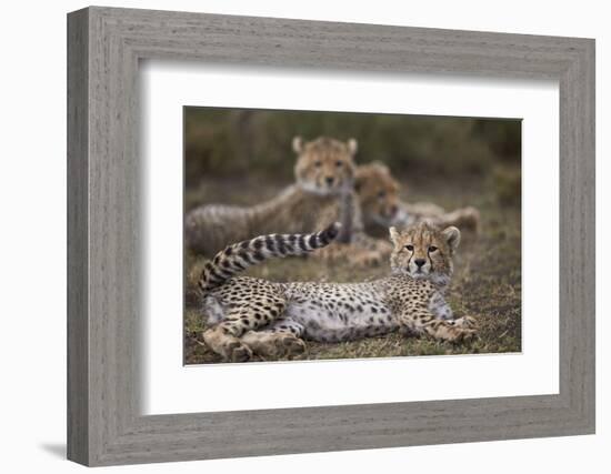 Cheetah (Acinonyx Jubatus) Cub, Serengeti National Park, Tanzania, East Africa, Africa-James Hager-Framed Photographic Print