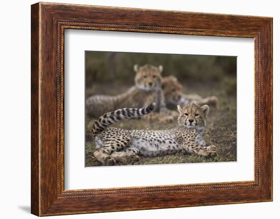 Cheetah (Acinonyx Jubatus) Cub, Serengeti National Park, Tanzania, East Africa, Africa-James Hager-Framed Photographic Print