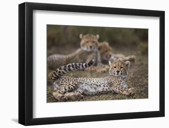 Cheetah (Acinonyx Jubatus) Cub, Serengeti National Park, Tanzania, East Africa, Africa-James Hager-Framed Photographic Print