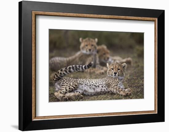 Cheetah (Acinonyx Jubatus) Cub, Serengeti National Park, Tanzania, East Africa, Africa-James Hager-Framed Photographic Print