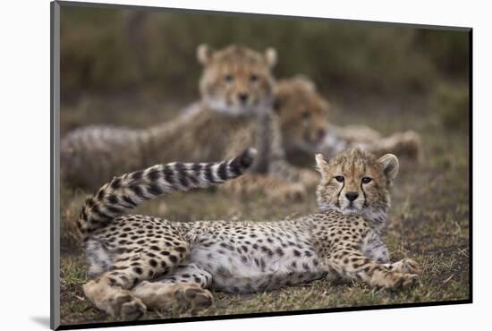 Cheetah (Acinonyx Jubatus) Cub, Serengeti National Park, Tanzania, East Africa, Africa-James Hager-Mounted Photographic Print