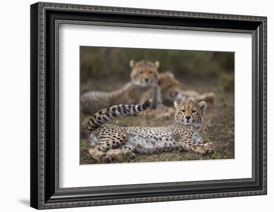 Cheetah (Acinonyx Jubatus) Cub, Serengeti National Park, Tanzania, East Africa, Africa-James Hager-Framed Photographic Print