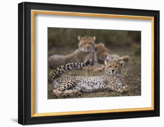 Cheetah (Acinonyx Jubatus) Cub, Serengeti National Park, Tanzania, East Africa, Africa-James Hager-Framed Photographic Print