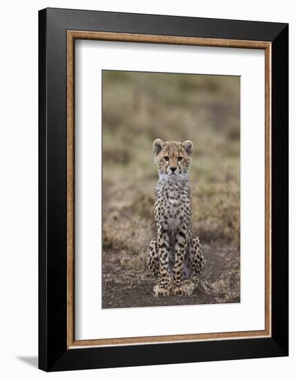 Cheetah (Acinonyx Jubatus) Cub, Serengeti National Park, Tanzania, East Africa, Africa-James Hager-Framed Photographic Print