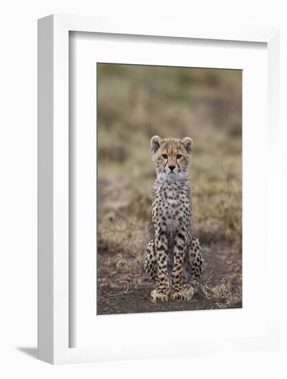 Cheetah (Acinonyx Jubatus) Cub, Serengeti National Park, Tanzania, East Africa, Africa-James Hager-Framed Photographic Print