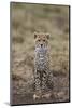 Cheetah (Acinonyx Jubatus) Cub, Serengeti National Park, Tanzania, East Africa, Africa-James Hager-Mounted Photographic Print