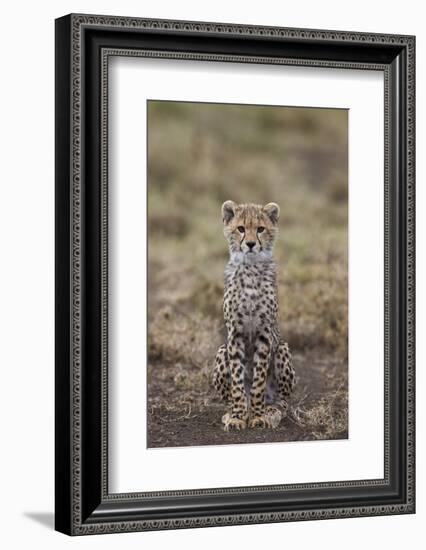 Cheetah (Acinonyx Jubatus) Cub, Serengeti National Park, Tanzania, East Africa, Africa-James Hager-Framed Photographic Print