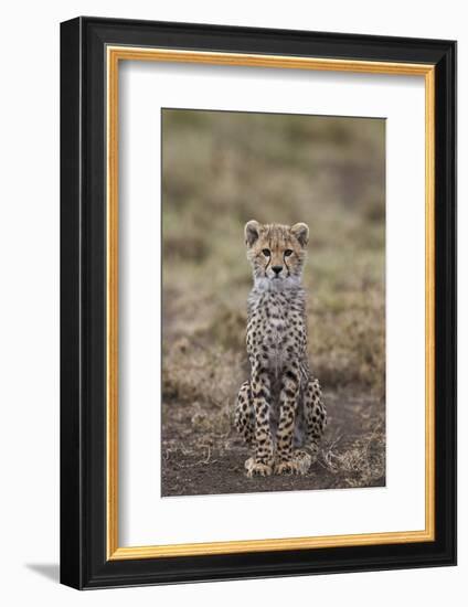 Cheetah (Acinonyx Jubatus) Cub, Serengeti National Park, Tanzania, East Africa, Africa-James Hager-Framed Photographic Print