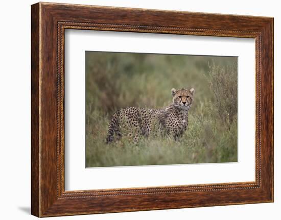 Cheetah (Acinonyx Jubatus) Cub, Serengeti National Park, Tanzania, East Africa, Africa-James Hager-Framed Photographic Print