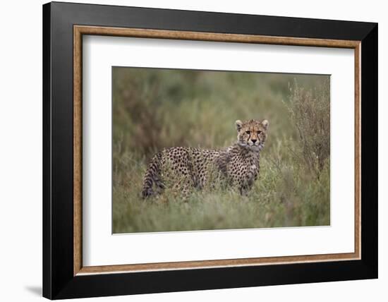 Cheetah (Acinonyx Jubatus) Cub, Serengeti National Park, Tanzania, East Africa, Africa-James Hager-Framed Photographic Print