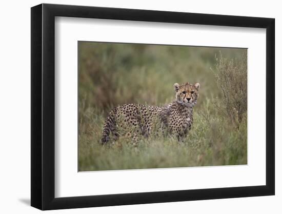 Cheetah (Acinonyx Jubatus) Cub, Serengeti National Park, Tanzania, East Africa, Africa-James Hager-Framed Photographic Print