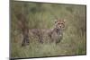 Cheetah (Acinonyx Jubatus) Cub, Serengeti National Park, Tanzania, East Africa, Africa-James Hager-Mounted Photographic Print