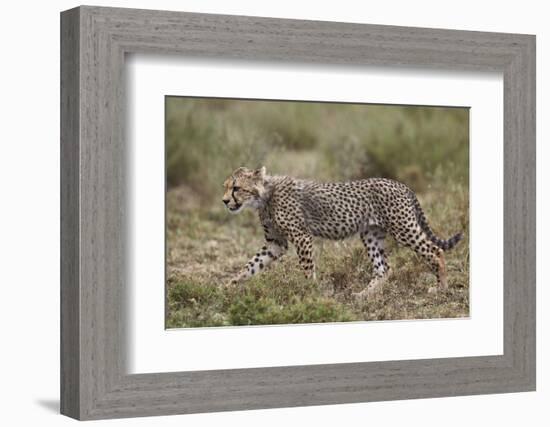 Cheetah (Acinonyx Jubatus) Cub, Serengeti National Park, Tanzania, East Africa, Africa-James Hager-Framed Photographic Print