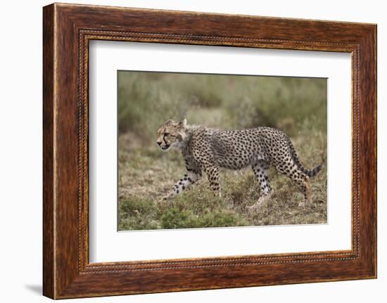 Cheetah (Acinonyx Jubatus) Cub, Serengeti National Park, Tanzania, East Africa, Africa-James Hager-Framed Photographic Print