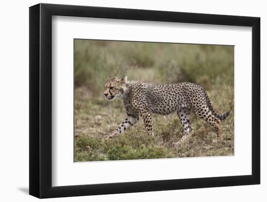 Cheetah (Acinonyx Jubatus) Cub, Serengeti National Park, Tanzania, East Africa, Africa-James Hager-Framed Photographic Print