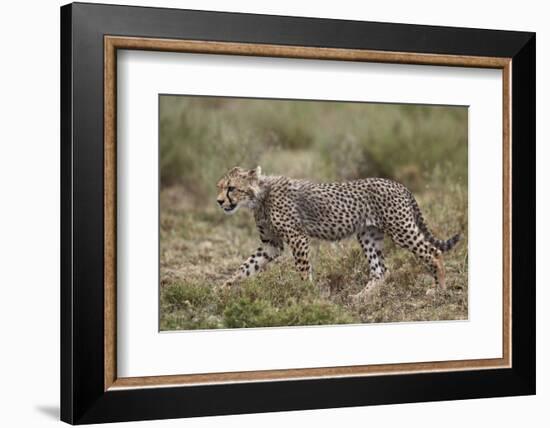 Cheetah (Acinonyx Jubatus) Cub, Serengeti National Park, Tanzania, East Africa, Africa-James Hager-Framed Photographic Print