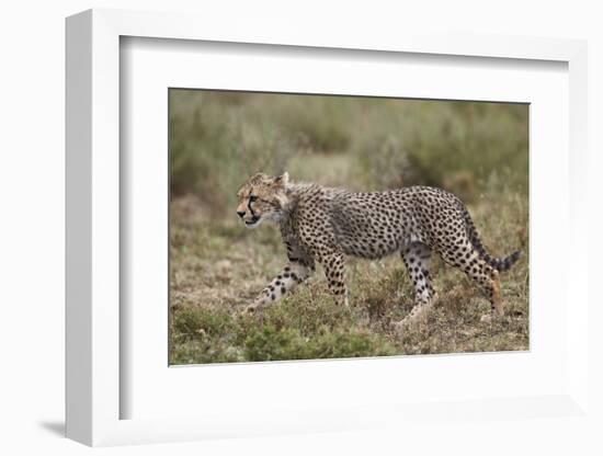 Cheetah (Acinonyx Jubatus) Cub, Serengeti National Park, Tanzania, East Africa, Africa-James Hager-Framed Photographic Print