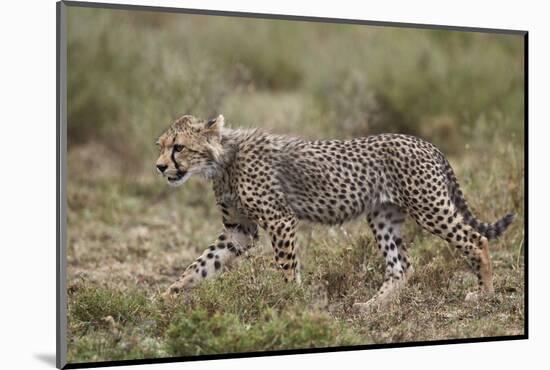 Cheetah (Acinonyx Jubatus) Cub, Serengeti National Park, Tanzania, East Africa, Africa-James Hager-Mounted Photographic Print