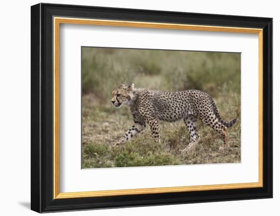 Cheetah (Acinonyx Jubatus) Cub, Serengeti National Park, Tanzania, East Africa, Africa-James Hager-Framed Photographic Print