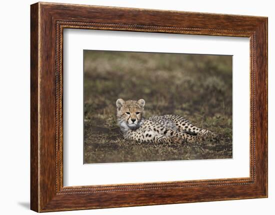 Cheetah (Acinonyx Jubatus) Cub-James Hager-Framed Photographic Print