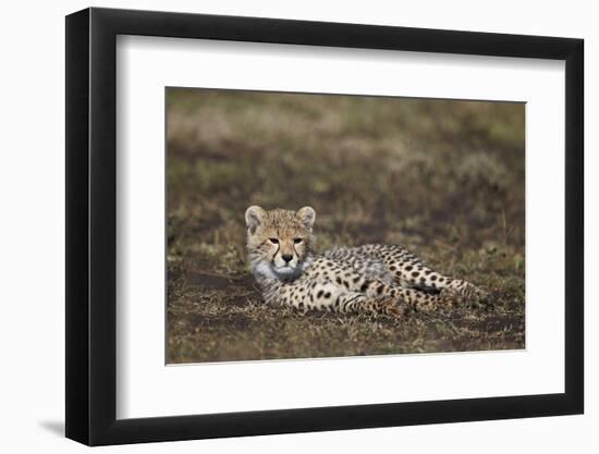 Cheetah (Acinonyx Jubatus) Cub-James Hager-Framed Photographic Print