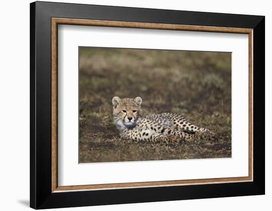 Cheetah (Acinonyx Jubatus) Cub-James Hager-Framed Photographic Print