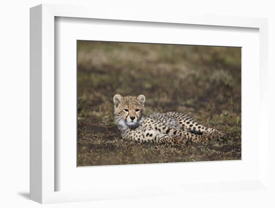 Cheetah (Acinonyx Jubatus) Cub-James Hager-Framed Photographic Print