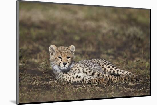 Cheetah (Acinonyx Jubatus) Cub-James Hager-Mounted Photographic Print